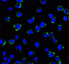 B7H3 Antibody [2A7]