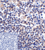 B7H3 Antibody [2A7]