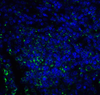 B7H3 Antibody [2A7]