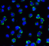 B7H3 Antibody [4H3]