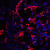 CTLA4 Antibody [1E6]