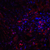 CTLA4 Antibody [2G10]