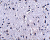 PD-1 Antibody [7A11B1]