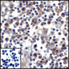 PDL1 Antibody [4F2]