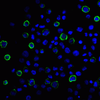 PDL2 Antibody [8C12]