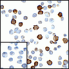 PDL2 Antibody [8C12]