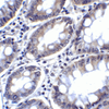 PDL2 Antibody [8C12]