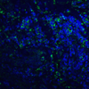 PDL2 Antibody [8C12]