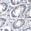 PDL2 Antibody [7C7]