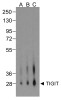 TIGIT Antibody [4A10]