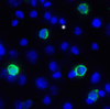 TIGIT Antibody [4A12]