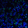 TIGIT Antibody [4A12]