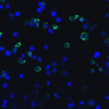 TIM3 Antibody [2A6]