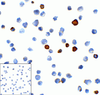 TIM3 Antibody [2A6]