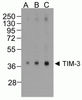 TIM3 Antibody [2A6]