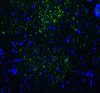 TIM3 Antibody [2A6]