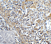 TIM3 Antibody [1B10]
