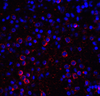 VISTA Antibody [4C4]