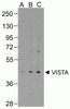 VISTA Antibody [4C4]