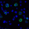 VISTA Antibody [6D2]