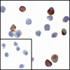 VISTA Antibody [6D2]