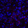 VISTA Antibody [6D2]