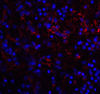 VISTA Antibody [6D2]