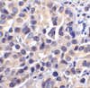 VISTA Antibody [6D2]