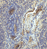 LAG-3 Single Domain Antibody [2B11]