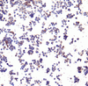 PD-L1 Antibody [F6A9]