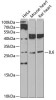 IL6 Antibody | 13-129