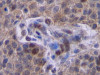 IFN-gamma Antibody