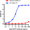 SARS-CoV-2 (COVID-19) Omicron Variant Spike S1 (His-Avi Tag) Recombinant Protein