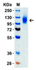 SARS-CoV-2 (COVID-19) Omicron Variant Spike S1 (His-Avi Tag) Recombinant Protein