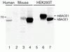 BACE Antibody