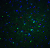 APO-E Antibody