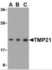 TMP21 Antibody