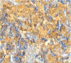 Caspase-4 Antibody