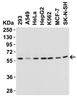 Beclin-1 Antibody