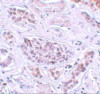 ATG3 Antibody