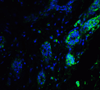 ER Signaling Protein Detection Set