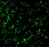 TOR Signaling Pathway Detection Set