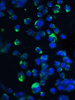 TOR Signaling Pathway Detection Set