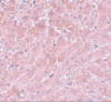 ATG101 Antibody