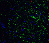 GABARAP Antibody