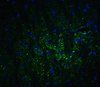 GABARAPL2 Antibody