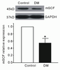 SCF Antibody