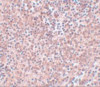 NANOG Antibody