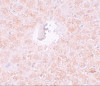 PIWI-L1 Antibody