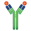 hCG Hormone Subunits